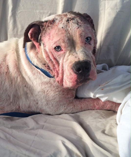 american bulldog skin problems cure